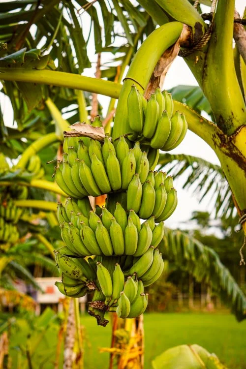 Benefits Of Banana Peel