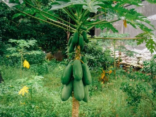 Benefits Of Papaya.
