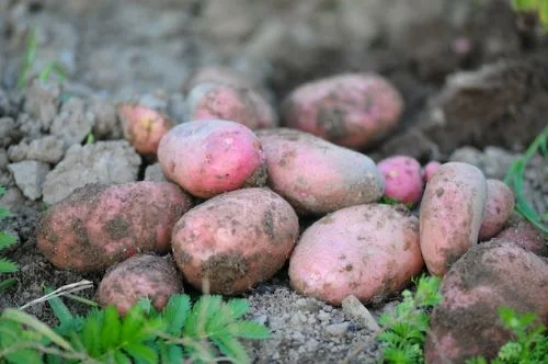 Benefits of red potatoes for face