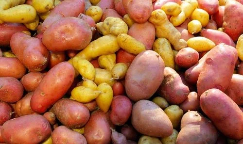 Benefits of red potatoes for weight gain