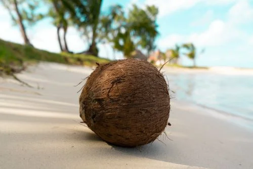 Nutritional Benefits Of Coconuts
