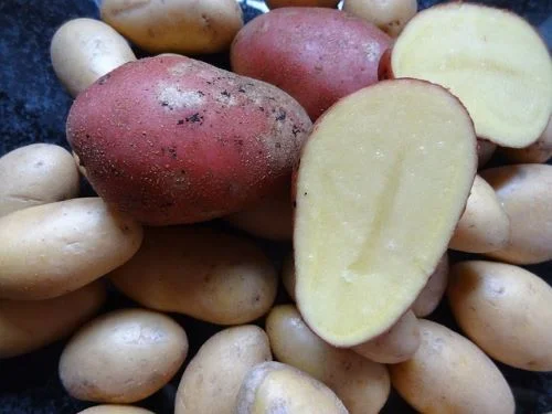 Red potatoes-red skin potato
