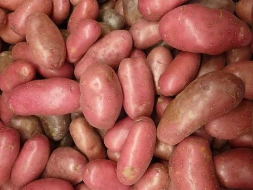 red potatoes good for