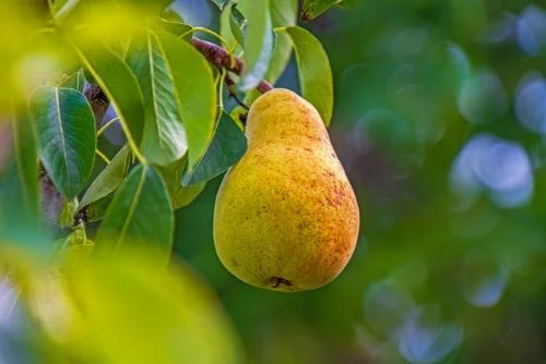 Antioxidant and Anti-Inflammatory Properties of Pears