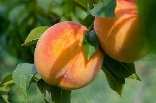 Are peaches good for weight gain