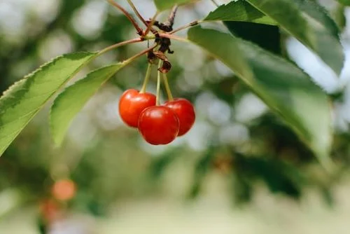Benefits Of Cherries!