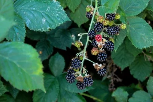 Benefits of blackberries for hair