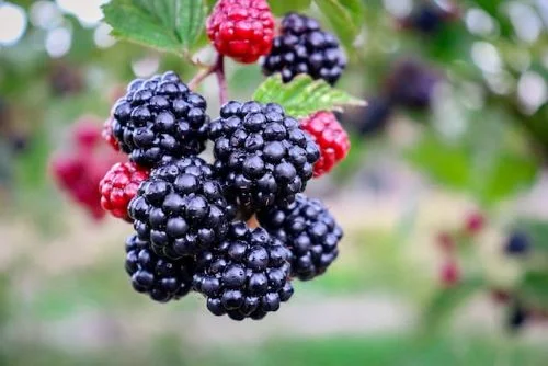 Benefits of blackberries for weight gain
