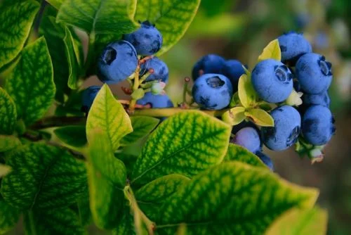 Benefits of blueberries for hair