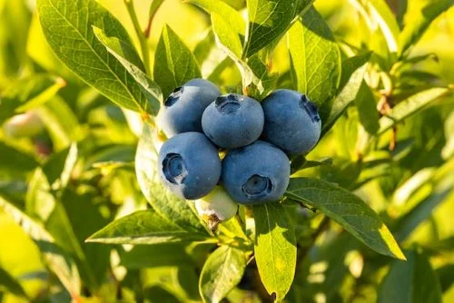 Benefits of blueberry for male
