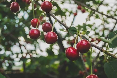 Benefits of cherry for hair