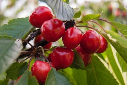 Benefits of cherry for teeth
