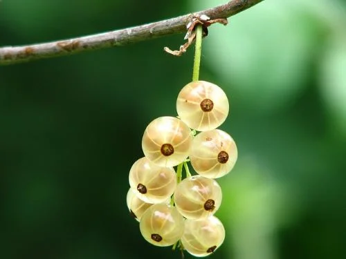 Benefits of gooseberry for weight loss