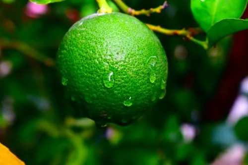 Benefits of lime for hair