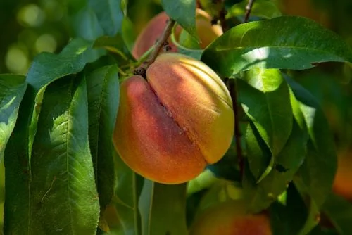 Benefits of peaches for kids