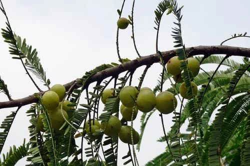Culinary Uses of Gooseberry