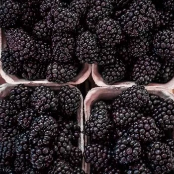 Extra benefits of blackberries