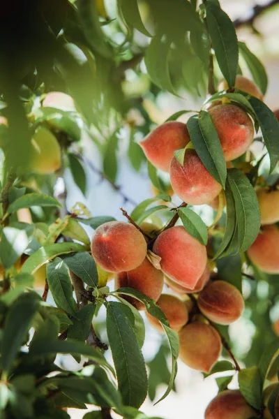 Extra benefits of peaches.
