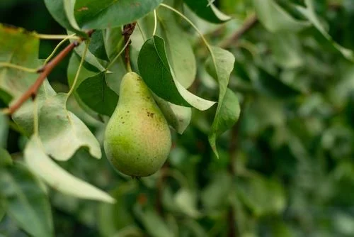 Pear benefits for hair