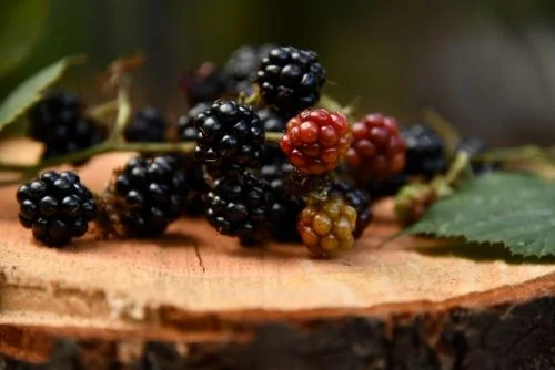 blackberry Nutrient-Rich Superfood