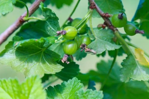 nutritional value in Indian gooseberry