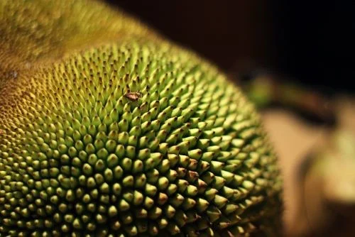 Benefits Of Jackfruit For Brain