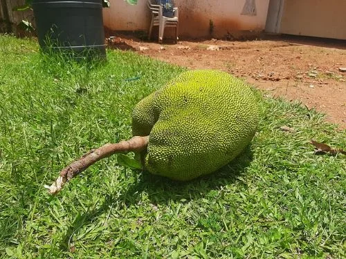 Benefits Of Jackfruit For Breakfast