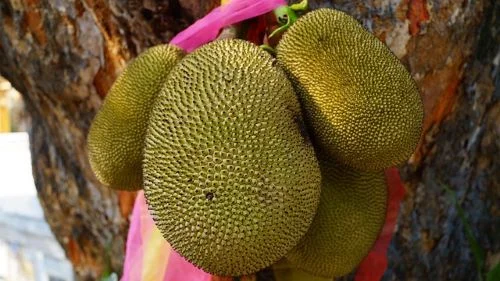 Benefits Of Jackfruit For Fun