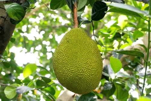 Benefits Of Jackfruit For Hair