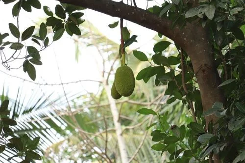 Benefits Of Jackfruit For Kids