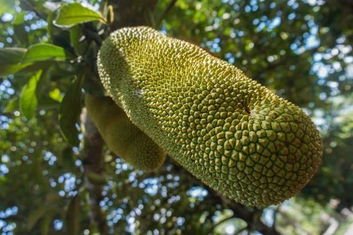 Benefits Of Jackfruit For Male