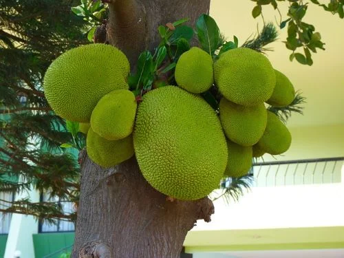 Benefits Of Jackfruit For Teeth And Gums