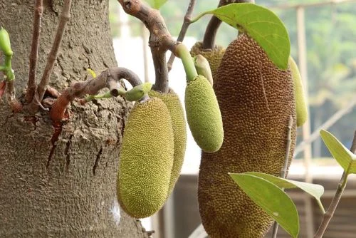 Benefits Of Jackfruit For Weight Gain