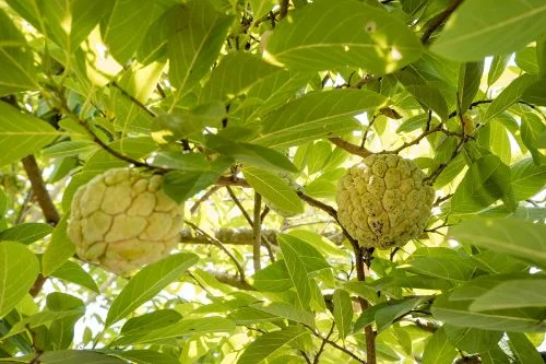 Benefits of custard apple for weight loss