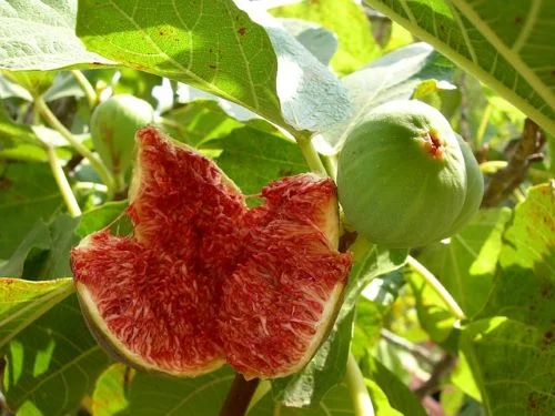 Benefits of fig for female