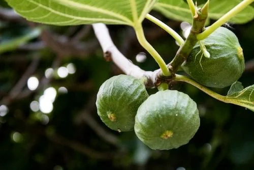Benefits of figs for men
