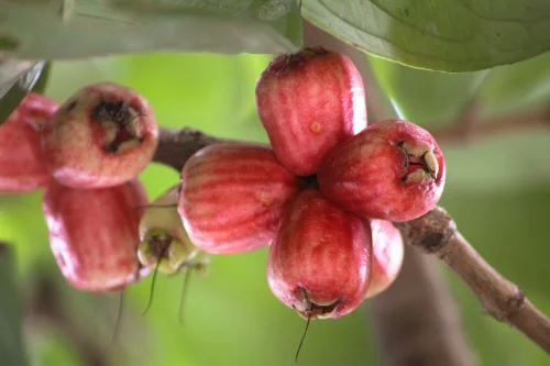 Benefits of guava for blood