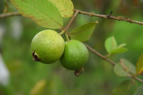 Benefits of guava for eyes