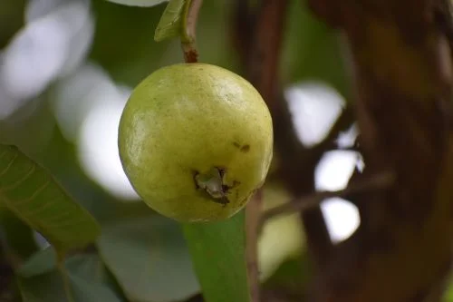 Benefits of guava for male