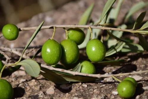 Benefits of olives for hair