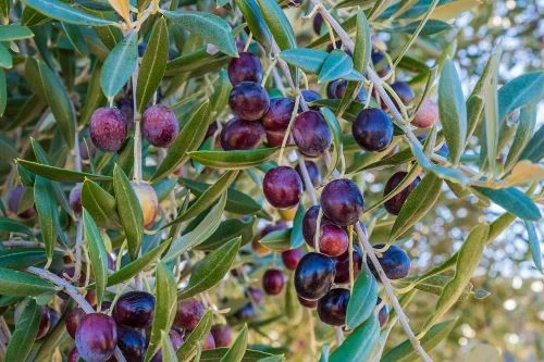 Benefits of olives for male