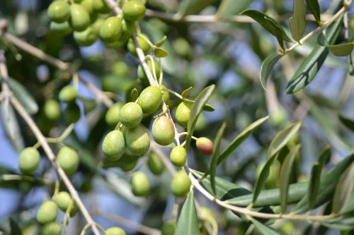 Benefits of olives for skin