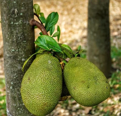 Conclusion-Jackfruit