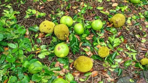 FAQs On Jackfruits