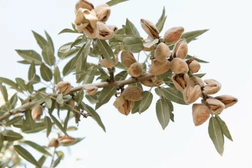 Almond Farming in California