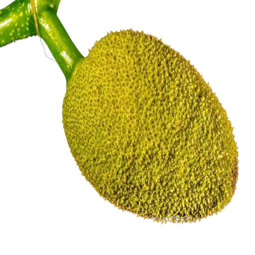 Benefits-of-jackfruit.webp
