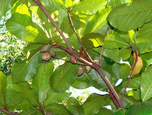 Cultivation and Production of American Almonds
