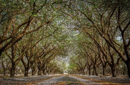 History and Cultivation of California Almonds