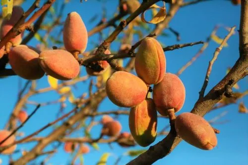 What are the benefits of American almonds