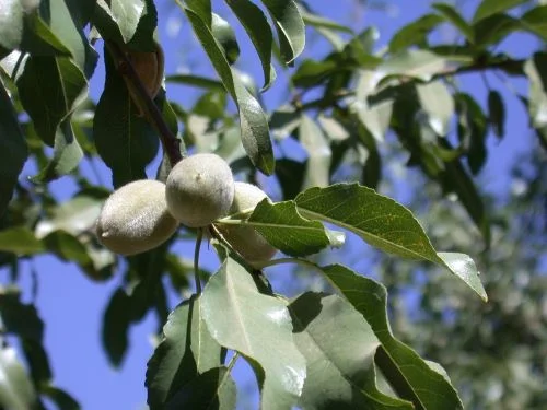 What is special about California almonds